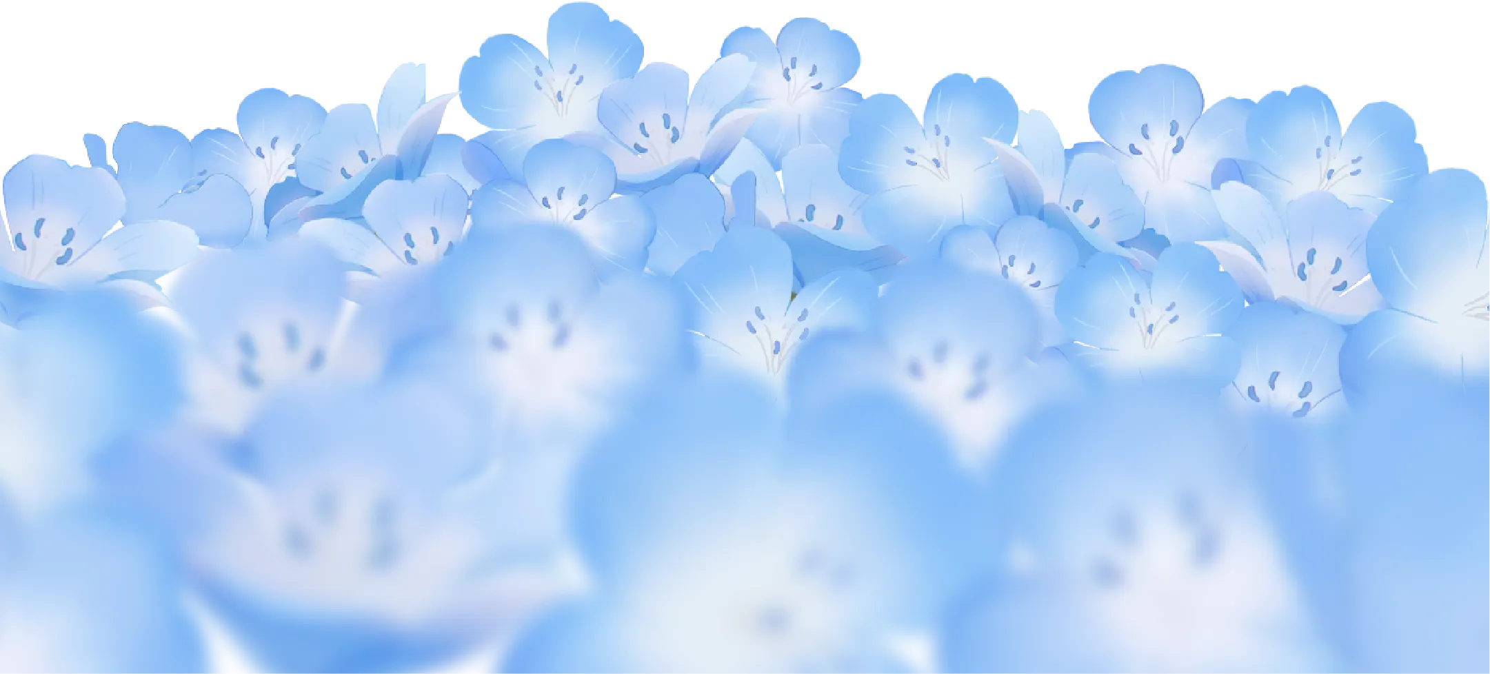 Flower Field